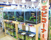 エビコーナー登場！コケと相性が良いらしいです。