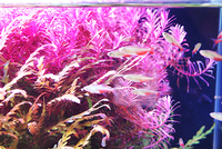 雑誌に掲載された水草＆水槽にご注目
