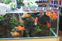 華やか！カワイイ大きい金魚さん