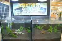 かわいいエビさんは苔の抑制にも効果的！