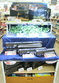 売れてます！水槽用ライト