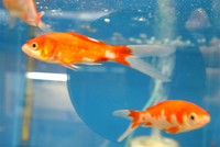 広く、見やすくなったケースで、金魚を選ぼう！