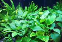 愛好家に支持されるデンマーク トロピカ社 の水草