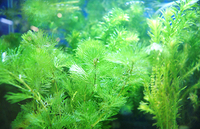 水草・浮き草はメダカ飼育の必需品
