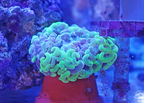 オーストラリアからやって来た美しい「サンゴ」