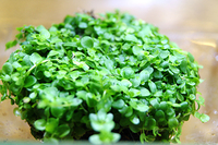 国産無農薬の侘び草はそのまま水槽内へ