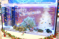 水槽をデコレーションしてクリスマス気分