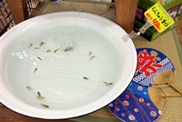 夏の到来を予感させる！金魚、水草の販売コーナー