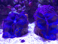 沖縄のサンゴ！レア魚！小型水槽
