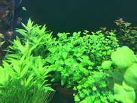 金魚すくいイベント開催＆水草セール