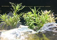 まるで小さな森♪水槽の中の小さな世界