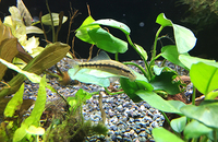 魚も喜ぶ水槽の中の水草やアク抜き流木