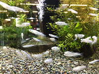 水草セール＆メダカ、海水水槽フェア