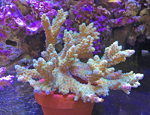 オーストラリアからやって来た美しい「サンゴ」