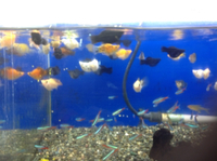 熱帯魚入荷速報！