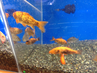 日淡入荷！