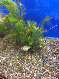 金魚入荷！