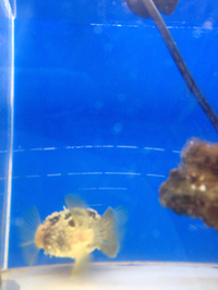 海水魚入荷！