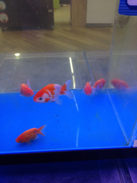 金魚入荷してます！