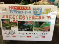 今月の魚！