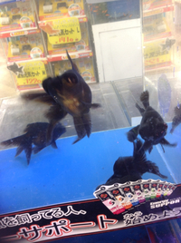 金魚入荷しています！
