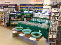 ベタ即売会開催中！
