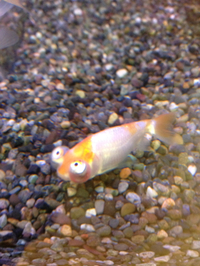 ユニークな金魚
