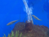 日淡＆人気美魚入荷！