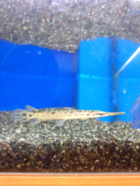 大型魚入荷！