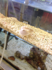 白カブトガニ入荷！