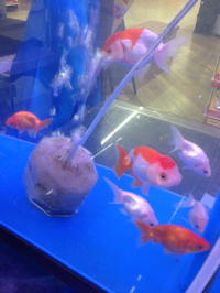 金魚入荷！