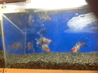 大きめ金魚入荷しています！！