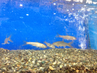 日本淡水魚入荷！