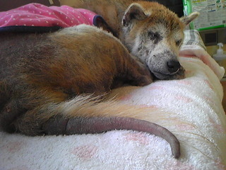 アルマジロみたいな柴犬