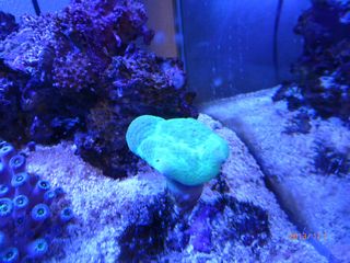 丸い珊瑚