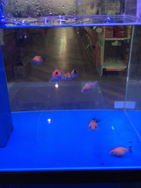 金魚、メダカ入荷！