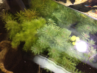 水草入荷しました！