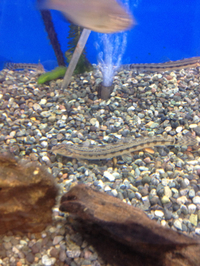 金魚、日淡入荷入荷！