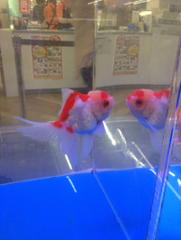 セレクト便！金魚の巻！