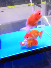 爬虫類、金魚大量入荷！