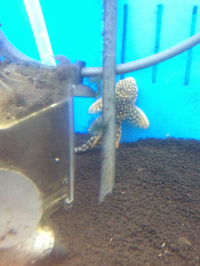 セレクト便！熱帯魚の巻！