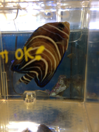 サザナミ入荷！