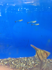 熱帯魚入荷！わんだふる特価！