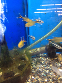 熱帯魚、ニモ、水草入荷！