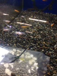 メダカ、金魚入荷！