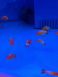 金魚入荷！わんだふる特価！