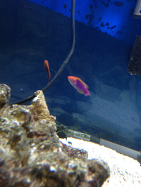 セレクト便！海水魚、水草の巻！