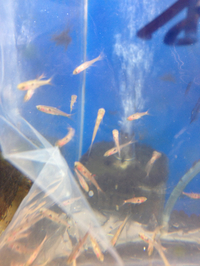 熱帯魚続々入荷中！