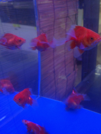 高級金魚、変わりメダカ入荷！
