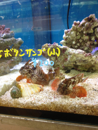 近海魚入荷！